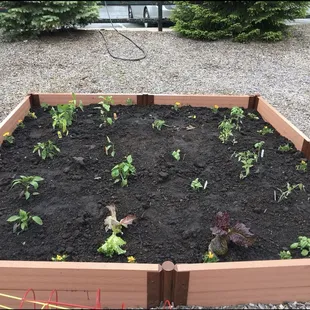 Planted and ready to go!