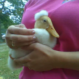 PomPom our crested Peking Duckling