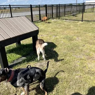  two dogs in a fenced in area