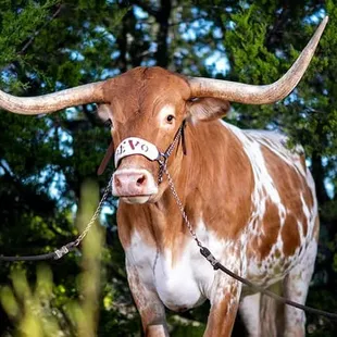 a brown and white cow with long horns