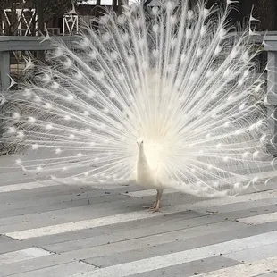 Peacock