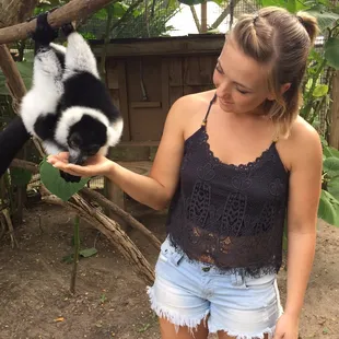 Feeding the lemurs :)