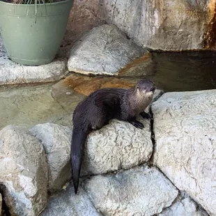 Otters