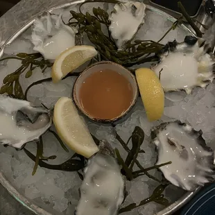 Oysters