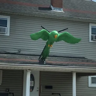 The Thirsty Parrot