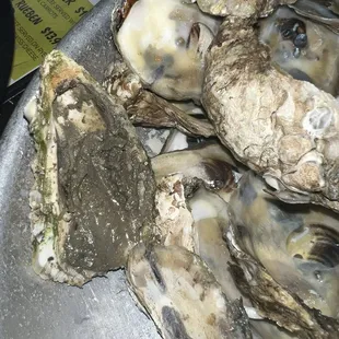 Muddy oysters