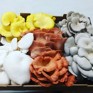 Golden, Blue, Snow and pink oyster medley