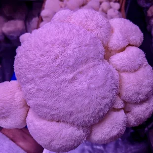 Huge Lion's Mane head
