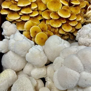 Chestnut mushroom and lion's mane mushroom