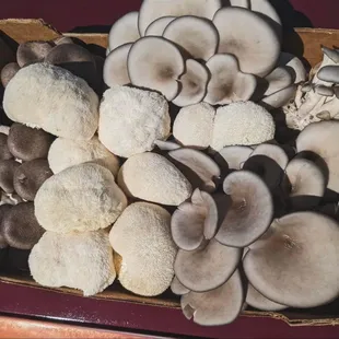 Mushroom medley box featuring, Lion's Mane, Oyster &amp; Black Pearl King mushrooms