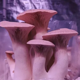 Trumpet Mushrooms (King Oyster)