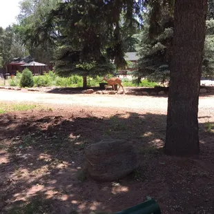 Deer roaming freely on site