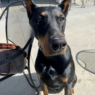 Happy dog -enjoying Tin Fish patio at his favorite table