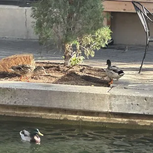 Pictured: the ducks across the canal, hopping up on land for a moment! So cute
