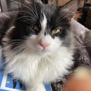 Leia F.