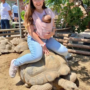 You can ride the tortoises even as adults