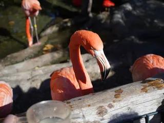 Palo Alto Junior Museum & Zoo