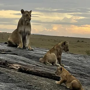 Lions in Kenya