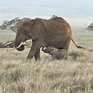 Elephants in Kenya