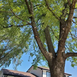 Only cut 3 little stems.