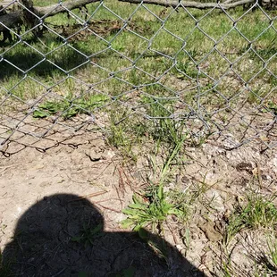 damaged fence