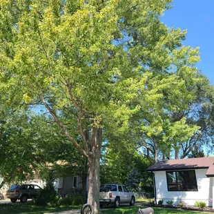 What's supposed to bring the tree in.