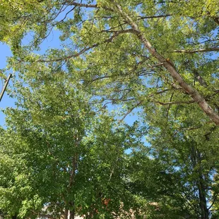 You would have thought they would have taken that whole branch not just 2 little spots.