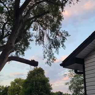 Dead branches hanging over my yard.