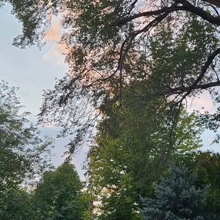 Is dead branches hanging over my neighbors yard.