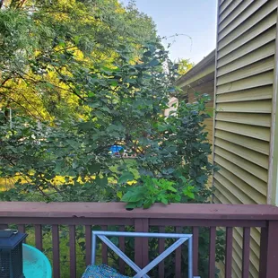 Lilac bush next to deck before