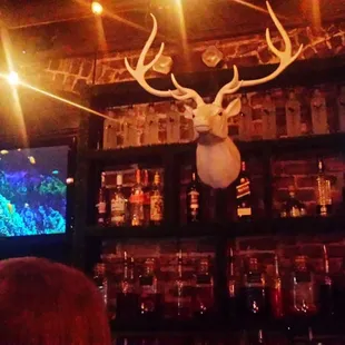 a deer head mounted on the wall