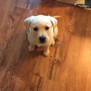 Tatum is a happy girl now that her nails are nice and trimmed!! Thank you!!