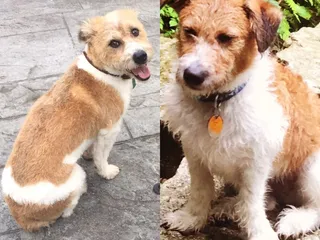 Pawsitively Paradise Dog Resort