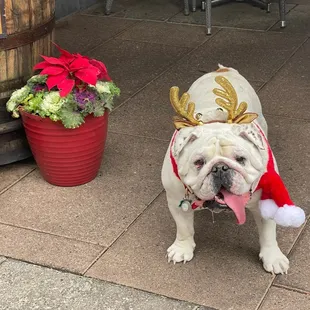 Lewie in front of the trough at Christmas