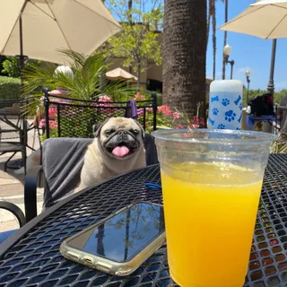 Mimosa