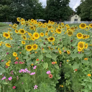 Grounds of Shaker Village
