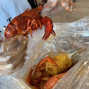 Crawfish from T5