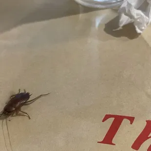 Cockroach!