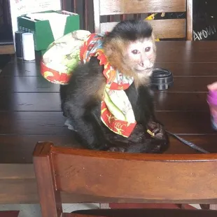 Marcie the Monkey!!