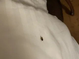 Amber House Inn of Midtown