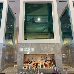 Shark display in bar