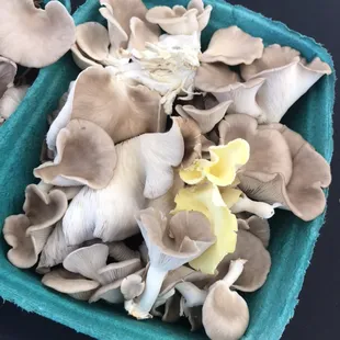 Local grown Oyster mushrooms
