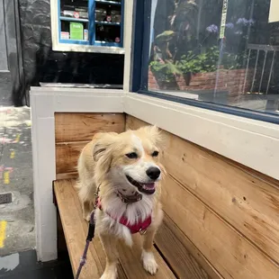 a dog standing on a bench