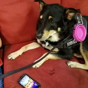Alley making her 5 star yelp post!