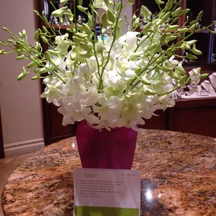 My extreme gratitude to Ashley for her incredible help. It was the least I could do for her to brighten my day as she did mine.