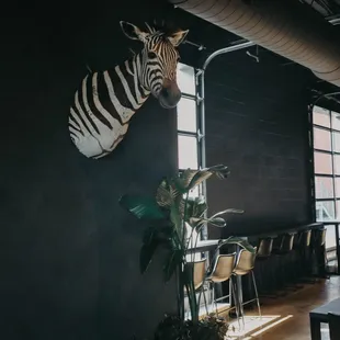 a zebra head mounted on the wall