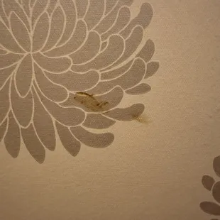 Feces on wall
