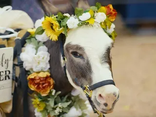 Cave Creek Beer Burro