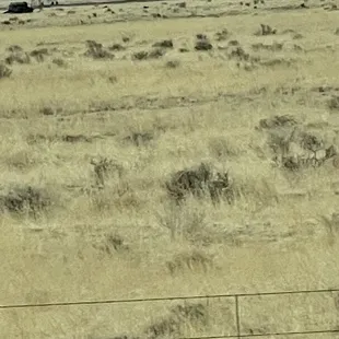 The Very Large Array is in a beautiful grassy field.