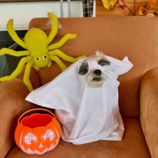 Decisions, decisions!  Sofi is all set for our Wicked Lattes &amp; Boo-tique Bash this Wednesday, but she can't decide which co...